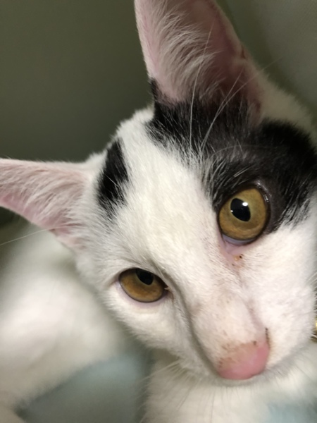 お耳がピンク色です」愛媛県 - 猫の里親募集(230534) 4枚目の画像