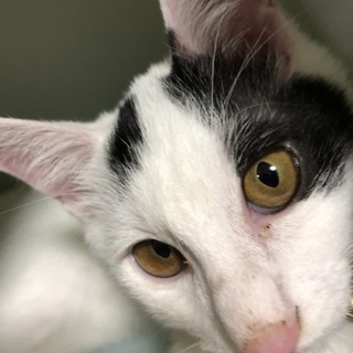 ご確認ページ　左耳の先ピンクに　あと全体的に明るく彩色+猫部分をツヤ出し お耳がピンク色です」愛媛県 - 猫の里親募集(230534) 1枚目の画像