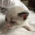 里親募集