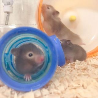 かわいい長毛ハムスターベービ♡