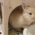 ネザーランドの赤ちゃん
