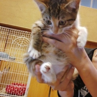 大人しい三毛白ちゃん