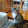 大人しい三毛白ちゃん サムネイル2