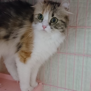 アメリカンカール☆ティアラ☆女の子・１歳・中長毛