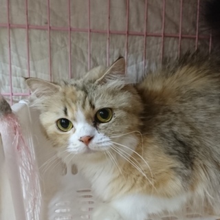 スコF☆ゆうこ☆女の子・立耳・３歳・中長毛