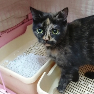 マンチカン☆りんか☆足長・1歳・女の子・短毛