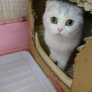 スコティッシュF☆さち☆女の子・折れ耳・短毛・４歳