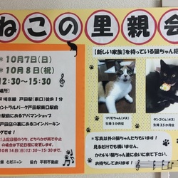 第14回　とだニャン　猫里親会開催