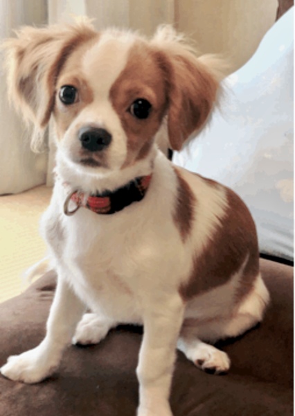 coco