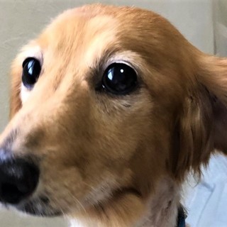 北斎君　猫・子供お年寄りＯＫトイレしつけ人懐こさ◎