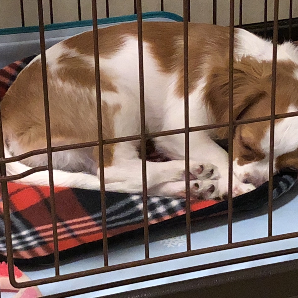 cocoのカバー写真