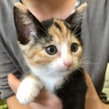 しつけ済 人馴れバッチリ生後3カ月美猫5兄妹ペアで