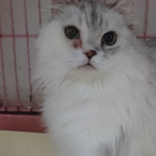 スコティッシュF☆しずく☆女の子・立耳・５歳・長毛