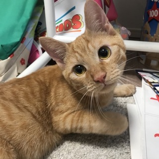 【人が大好き！犬もOKな温厚で賢い裕次郎くん】