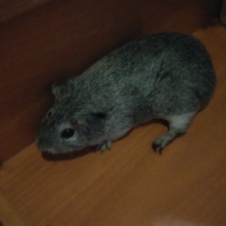 オスの人懐こいモルモット