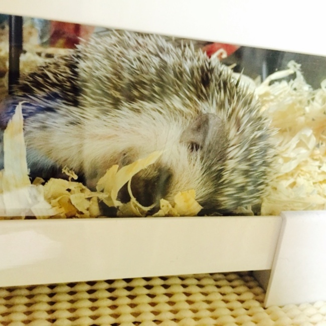 松本すばるのカバー写真