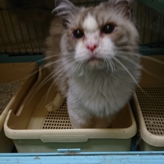 ラグドール★ハム太郎★男の子・１歳