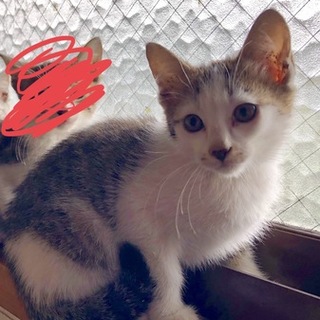 ２～3ヶ月の子猫