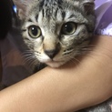 子猫飼っていただける方募集します！
