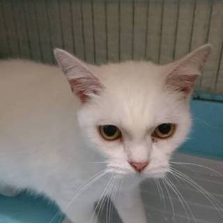 スコF☆うさちろ☆女の子・10歳・立耳・短毛
