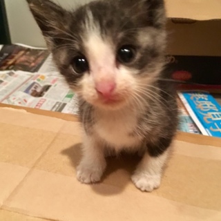 生後2ヶ月 子猫