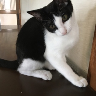 仲良し兄妹の里親さまを募集中！