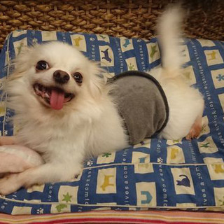 「ヨハン」人懐こい。ひつこい他犬は苦手です。