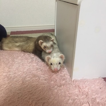 里親できた子も先住のフェレットと仲良くなれました