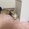 里親できた子も先住のフェレットと仲良くなれました