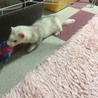 お気に入りのおもちゃ( ^ω^ )