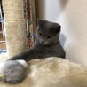 ここしゅう