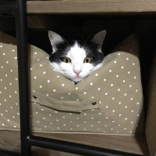 甘えん坊な猫ちゃんの家族になって下さい