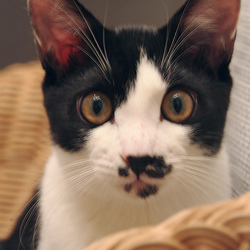 子猫がやってきました（3か月と6日め）