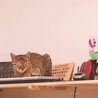 の写真