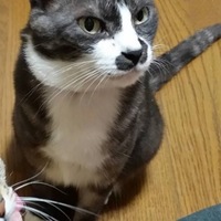 はな