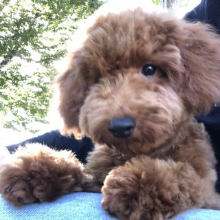 仔犬のトイプードル　男の子　生まれつき弱視です。