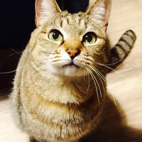 ポン