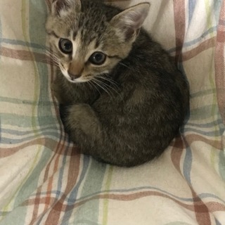 まだちょっとシャイ・煎茶ちゃん