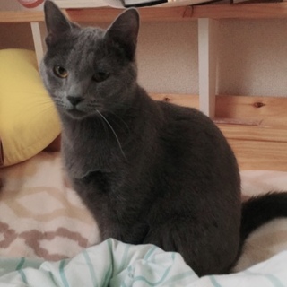 引き渡し時に行方不明となりました。