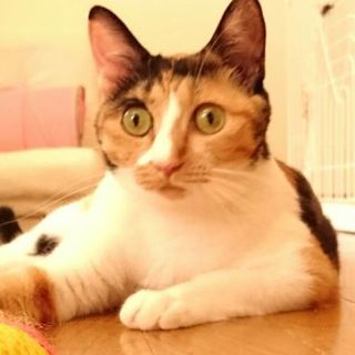 甘えん坊三毛女子2才くらい