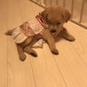 ヴィヴィアンちゃん♡ 7週齢 サムネイル4