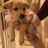 ヴィヴィアンちゃん♡ 7週齢 サムネイル5