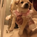 ヴィヴィアンちゃん♡ 7週齢