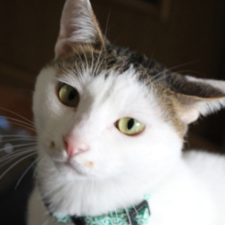 人恋しい情熱家にゃんこ