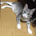 おかあさん猫の里親募集（１歳位・ワクチン避妊済）