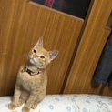 犬のような性格？の茶トラくん