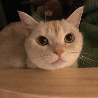 可愛い女の子です。