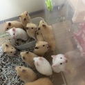 キンクマハムスター、アルビノの子供