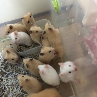 キンクマハムスター、アルビノの子供
