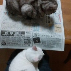 新聞が読めないのですが・・・